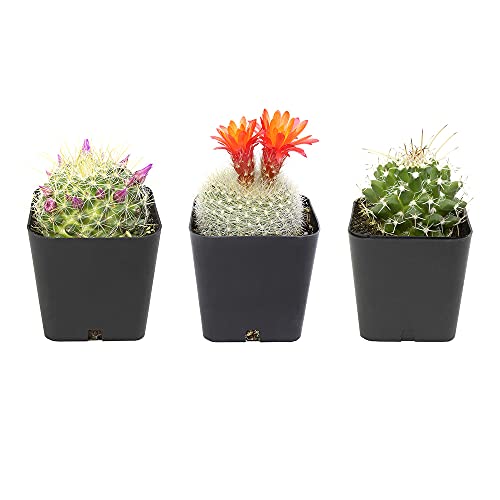 Cactus Plants (Mix of 3), Mammillaria Cactus Plants Live in Cactus Soil, Opuntia Cactus Live Plants, Cacti Plants Live, Cactus Décor Succulents, Cacti Décor Drought Tolerant Plants by Plants for Pets