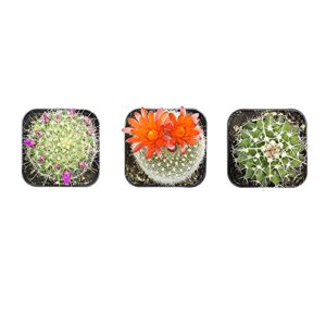 Cactus Plants (Mix of 3), Mammillaria Cactus Plants Live in Cactus Soil, Opuntia Cactus Live Plants, Cacti Plants Live, Cactus Décor Succulents, Cacti Décor Drought Tolerant Plants by Plants for Pets