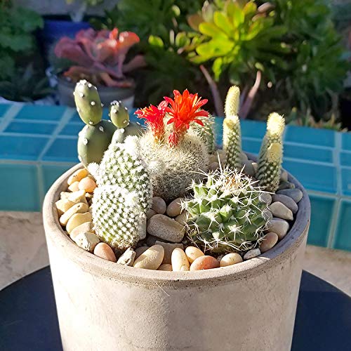 Cactus Plants (Mix of 3), Mammillaria Cactus Plants Live in Cactus Soil, Opuntia Cactus Live Plants, Cacti Plants Live, Cactus Décor Succulents, Cacti Décor Drought Tolerant Plants by Plants for Pets