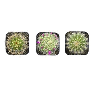 Cactus Plants (Mix of 3), Mammillaria Cactus Plants Live in Cactus Soil, Opuntia Cactus Live Plants, Cacti Plants Live, Cactus Décor Succulents, Cacti Décor Drought Tolerant Plants by Plants for Pets