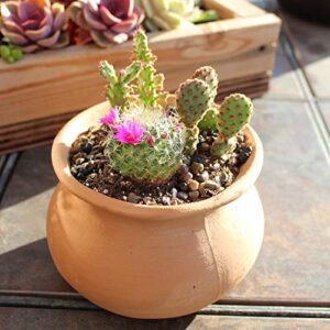 Cactus Plants (Mix of 3), Mammillaria Cactus Plants Live in Cactus Soil, Opuntia Cactus Live Plants, Cacti Plants Live, Cactus Décor Succulents, Cacti Décor Drought Tolerant Plants by Plants for Pets