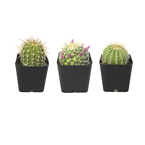 Cactus Plants (Mix of 3), Mammillaria Cactus Plants Live in Cactus Soil, Opuntia Cactus Live Plants, Cacti Plants Live, Cactus Décor Succulents, Cacti Décor Drought Tolerant Plants by Plants for Pets