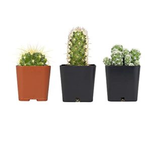 Cactus Plants (Mix of 3), Mammillaria Cactus Plants Live in Cactus Soil, Opuntia Cactus Live Plants, Cacti Plants Live, Cactus Décor Succulents, Cacti Décor Drought Tolerant Plants by Plants for Pets