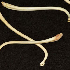 Three - Real Raccoon Penile Penis Baculum Bone Jumbo 4.5" - 5" (Three Pieces)