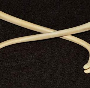 Three - Real Raccoon Penile Penis Baculum Bone Jumbo 4.5" - 5" (Three Pieces)