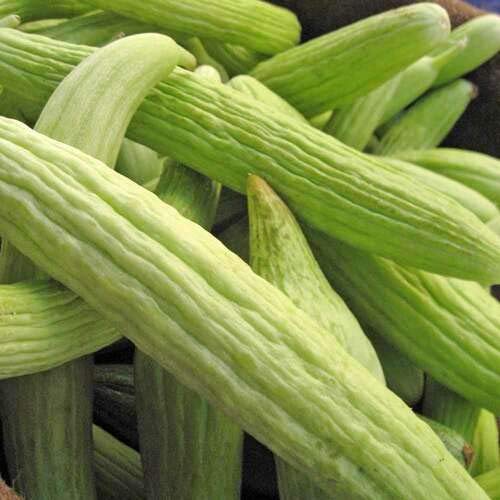 Armenian Pale Green Cucumber Seeds for Planting, 100+ Heirloom Seeds Per Packet, (Isla's Garden Seeds), Non GMO Seeds, Botanical Name: Cucumis sativus, Great Home Garden Gift