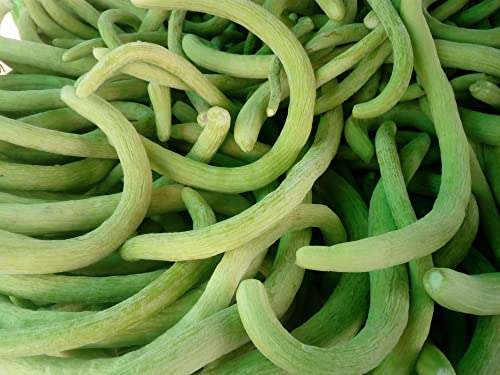 Armenian Pale Green Cucumber Seeds for Planting, 100+ Heirloom Seeds Per Packet, (Isla's Garden Seeds), Non GMO Seeds, Botanical Name: Cucumis sativus, Great Home Garden Gift