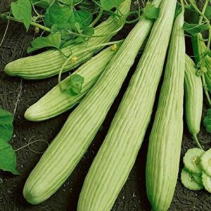 Armenian Pale Green Cucumber Seeds for Planting, 100+ Heirloom Seeds Per Packet, (Isla's Garden Seeds), Non GMO Seeds, Botanical Name: Cucumis sativus, Great Home Garden Gift