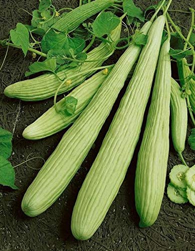 Armenian Pale Green Cucumber Seeds for Planting, 100+ Heirloom Seeds Per Packet, (Isla's Garden Seeds), Non GMO Seeds, Botanical Name: Cucumis sativus, Great Home Garden Gift