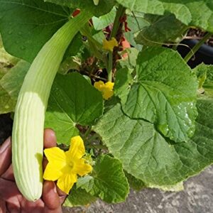 Armenian Pale Green Cucumber Seeds for Planting, 100+ Heirloom Seeds Per Packet, (Isla's Garden Seeds), Non GMO Seeds, Botanical Name: Cucumis sativus, Great Home Garden Gift