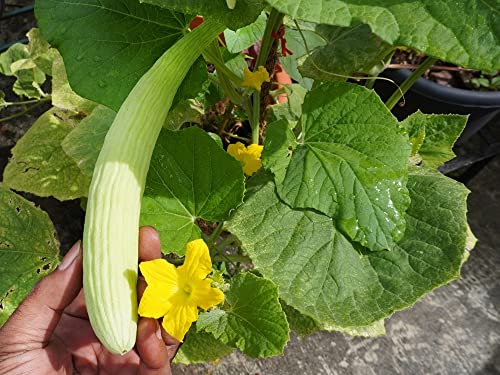 Armenian Pale Green Cucumber Seeds for Planting, 100+ Heirloom Seeds Per Packet, (Isla's Garden Seeds), Non GMO Seeds, Botanical Name: Cucumis sativus, Great Home Garden Gift