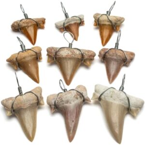 kalifano authentic fossilized prehistoric mini wire wrapped shark teeth (9 pack) from morocco - lot shark tooth for fossil collections and bulk jewelry making (information card included)
