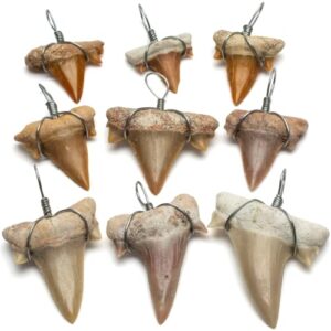 KALIFANO Authentic Fossilized Prehistoric Mini Wire Wrapped Shark Teeth (9 Pack) from Morocco - Lot Shark Tooth for Fossil Collections and Bulk Jewelry Making (Information Card Included)