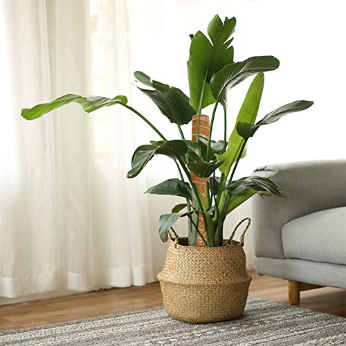 joyhalo Moss Pole- 15.7 Inch Moss Stick for Potted Plants, 4 Pcs Plant Support for Climbing Plants Monstera, Coir Totem Pole