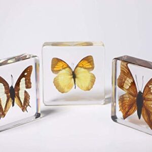 Real Large Butterfly Specimen Specimens Paperweight Collection Display(3x3x0.8''）for Office or Education (Style 4)