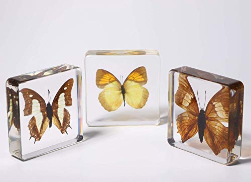 Real Large Butterfly Specimen Specimens Paperweight Collection Display(3x3x0.8''）for Office or Education (Style 4)