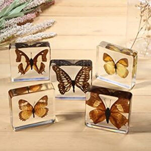 Real Large Butterfly Specimen Specimens Paperweight Collection Display(3x3x0.8''）for Office or Education (Style 4)