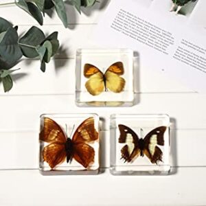 Real Large Butterfly Specimen Specimens Paperweight Collection Display(3x3x0.8''）for Office or Education (Style 4)