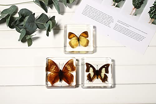 Real Large Butterfly Specimen Specimens Paperweight Collection Display(3x3x0.8''）for Office or Education (Style 4)