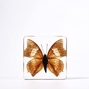 Real Large Butterfly Specimen Specimens Paperweight Collection Display(3x3x0.8''）for Office or Education (Style 4)