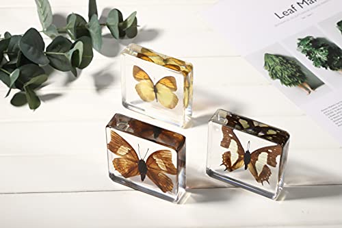 Real Large Butterfly Specimen Specimens Paperweight Collection Display(3x3x0.8''）for Office or Education (Style 4)