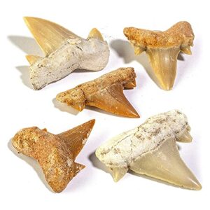 kalifano authentic fossilized prehistoric mini shark teeth (5 pack) from morocco - shark tooth for fossil collections and education purposes (information card included)