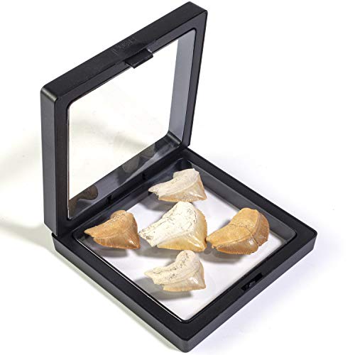 KALIFANO Authentic Fossilized Prehistoric Corax Shark Teeth (5 Pack) from Morocco - Shark Tooth for Fossil Collections and Education Purposes (Information Card Included)