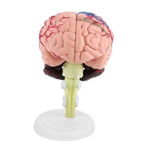 brain model disassembled human anatomical model colorful 4d structure teaching learning tool for general anatomical study