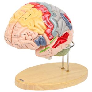 axis scientific 1.5x life-size 4-part brain numbered anatomical model, includes display base, study booklet,