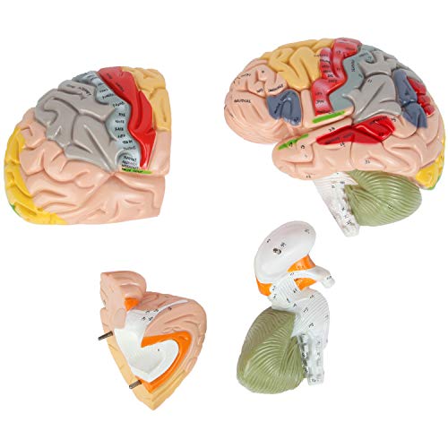 Axis Scientific 1.5X Life-Size 4-Part Brain Numbered Anatomical Model, Includes Display Base, Study Booklet,