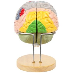 Axis Scientific 1.5X Life-Size 4-Part Brain Numbered Anatomical Model, Includes Display Base, Study Booklet,