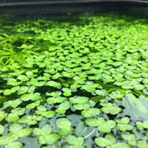 Aquarium Plant Center Giant Duckweed, Spirodela polyrhiza, Live Aquarium/Aquatic/Freshwater/Floating/Pond Plant, Planted Tank, Aquascaping (30 Plants)