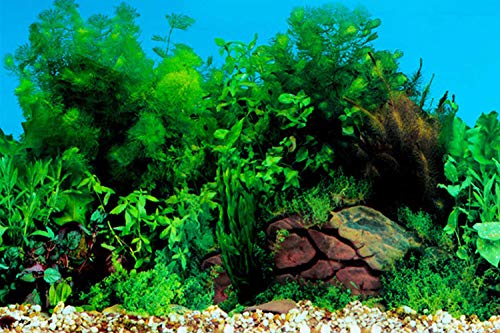 ELEBOX New 20" x 48" Fish Tank Background Stickers Wallpaper 2 Sided Seaweed Water Plants Aquarium Background Decoration