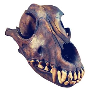 luckfy real wolf skull genuine taxidermy animal bones animal skull model for bar home decoration art collection veterinary teaching tool