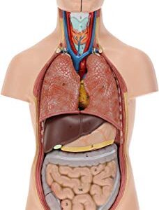 Axis Scientific 12-Part Unisex Mini Torso Anatomy Teaching Model, Includes Teaching Booklet