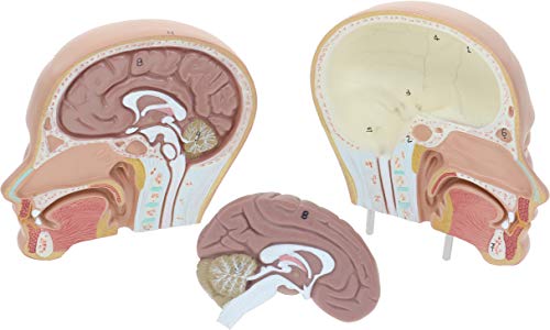 Axis Scientific 12-Part Unisex Mini Torso Anatomy Teaching Model, Includes Teaching Booklet