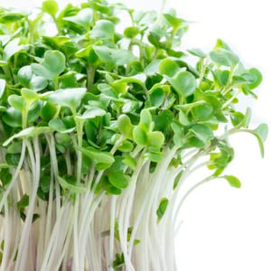 Broccoli Sprouting Seeds | Grown in USA | Non GMO | from Our Farm to Your Table (1 Pound)