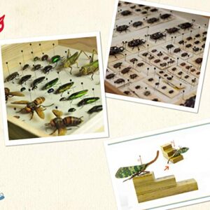 Stainless Steel Specimen Insect Pins 0#,1#,2# and Insect Pinning Board