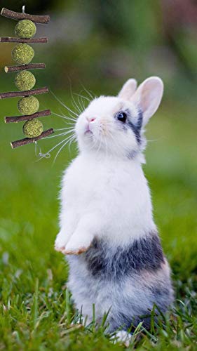 PD Bunny Chew Toys for Teeth, Double Head Suspension, Natural Apple Wood Sticks with Timothy Grass Balls, Improve Dental Health for Rabbits Chinchilla Hamsters Guinea Pigs Gerbils Squirrels (5 pcs)