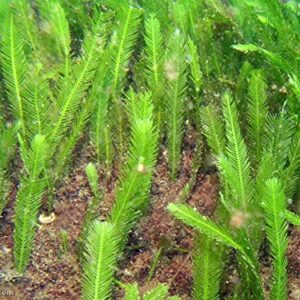 5 Leaves - Live Saltwater Caulerpa Feather Macro Algae Plant Frag Chaeto Refugium - Extra Long Leaves (4-6 inches in Height)