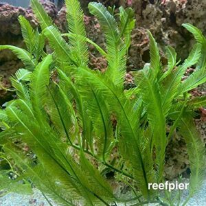 5 Leaves - Live Saltwater Caulerpa Feather Macro Algae Plant Frag Chaeto Refugium - Extra Long Leaves (4-6 inches in Height)