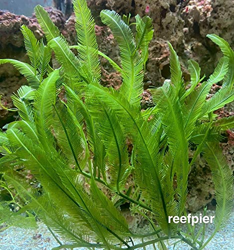 5 Leaves - Live Saltwater Caulerpa Feather Macro Algae Plant Frag Chaeto Refugium - Extra Long Leaves (4-6 inches in Height)