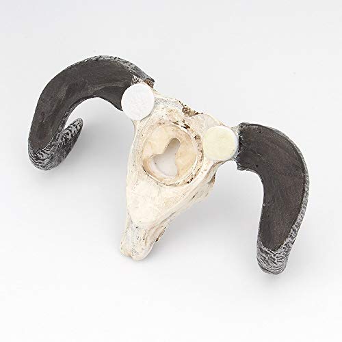 OnefunTech Ox Horn Skull Wall Hook,Creativity Vintage Polyresin Horn Wall Hanger Hooks for Clothes Hat Scarf Key Horns Hanger Rack Halloween Decoration