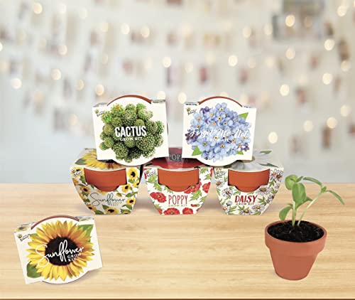 Buzzy® Terracotta Mini Grow Pots | Assorted 6-Pack | Daydream Collection | Sunflower, Daisy, Poppy, Cactus, Forget-Me-Not | Best Gardening Gifts and Favors | Growth Guaranteed