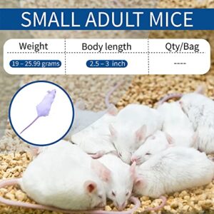MiceDirect Frozen Small Adult Mice Feeders Juvenile Ball Pythons Adult Sand Boas Snakes (20 Count)