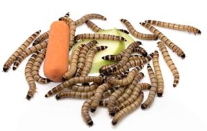 freshinsects live superworms feed reptile, birds, fishing best bait - 300 count