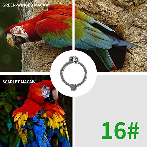 Bird Foot Rings AISI 316L Stainless Steel Bird Harness Outdoor Parrots Leg Ring Outdoor Fly Training Activity Opening Clip Accessories for Parrots(15.5mm)