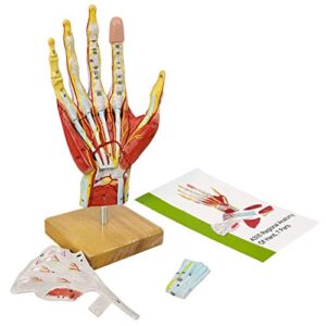 2023 new medical anatomical hand skeleton model w/ muscles ligaments nerves and blood vessels, 7 parts, life size, magnetic easy mounting (hand model)