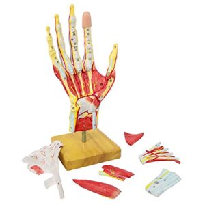 2023 New Medical Anatomical Hand Skeleton Model W/ Muscles Ligaments Nerves and Blood Vessels, 7 Parts, Life Size, Magnetic Easy Mounting (Hand Model)