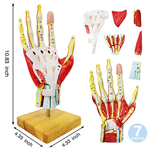 2023 New Medical Anatomical Hand Skeleton Model W/ Muscles Ligaments Nerves and Blood Vessels, 7 Parts, Life Size, Magnetic Easy Mounting (Hand Model)